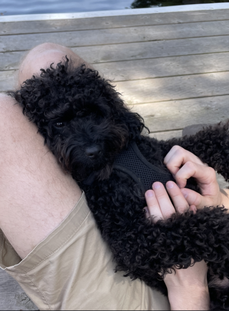 A decorative colour photo of a black dog in the lap of a person.