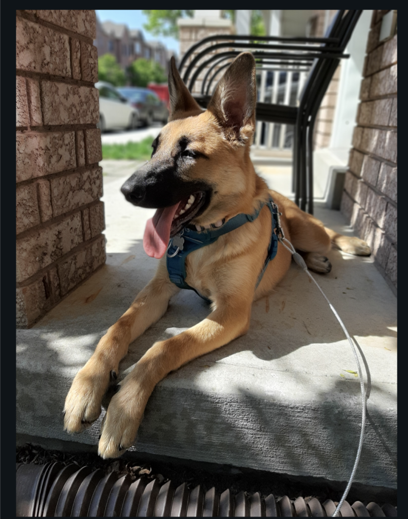 A decorative colour photo of a brown and black dog.