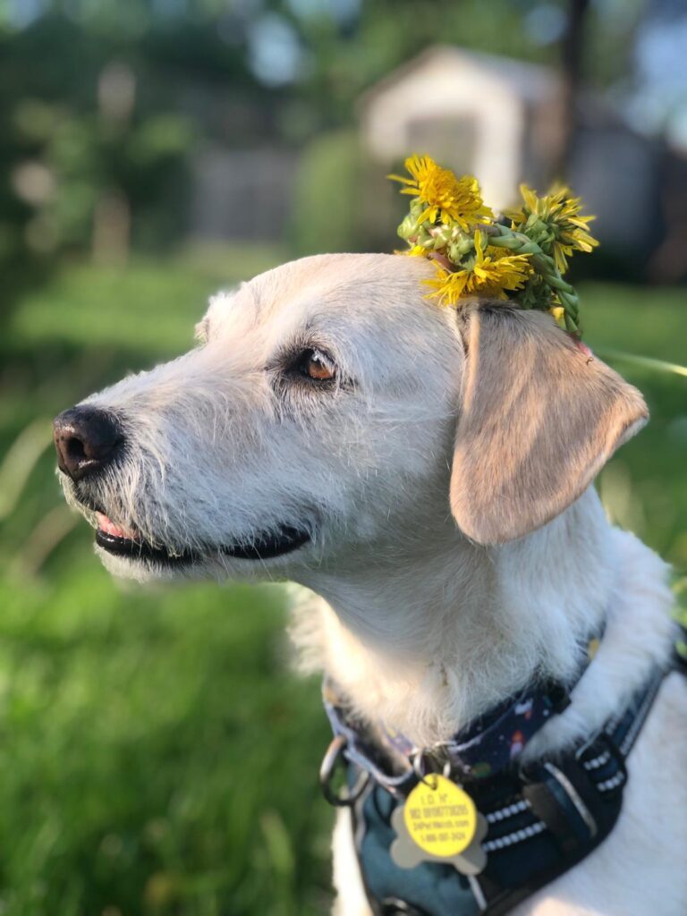 A decorative colour photo of a white dog with a pile of yellow flowers on it's head..