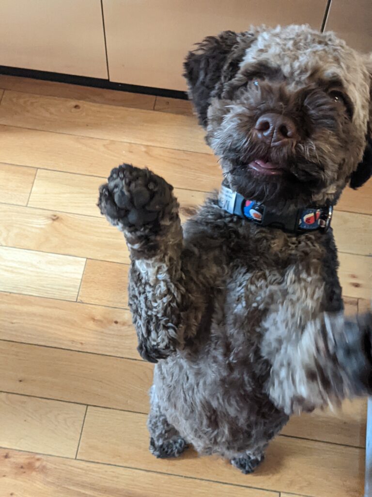 A decorative photo of a black dog jumping up for the camera.