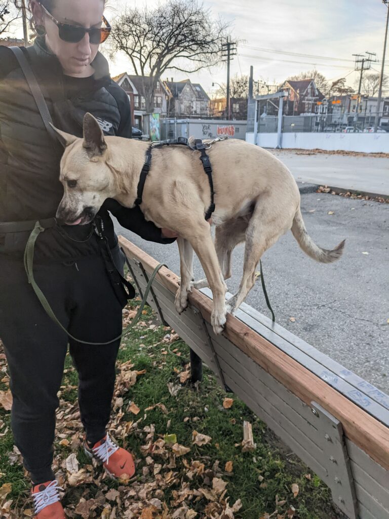 A decroative colour photograph of a dog standing ona bench with a women holding the lead.