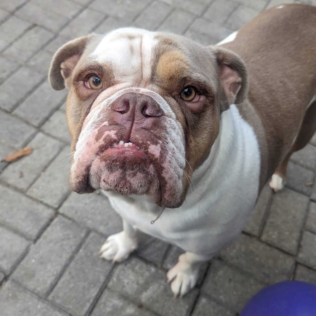 A decorative photo of a brown and white coloured dog looking up at the camera.