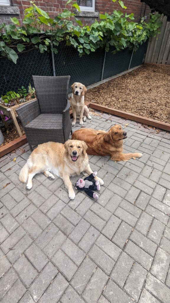 A decorative colour photo of 3 golden haired dogs next to a patio chair on a brick patio with a stuffed toy looking up at the camera.