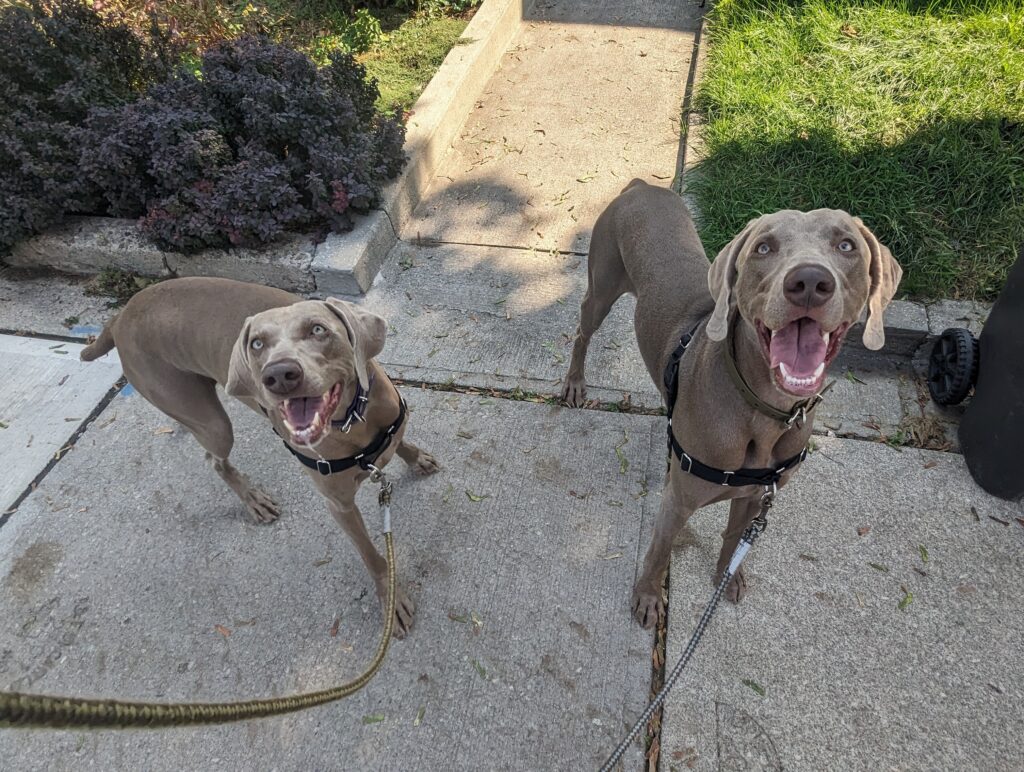 A decorative colour photo of 2 brown dogs with their mouths open in happiness looking up at the camera.